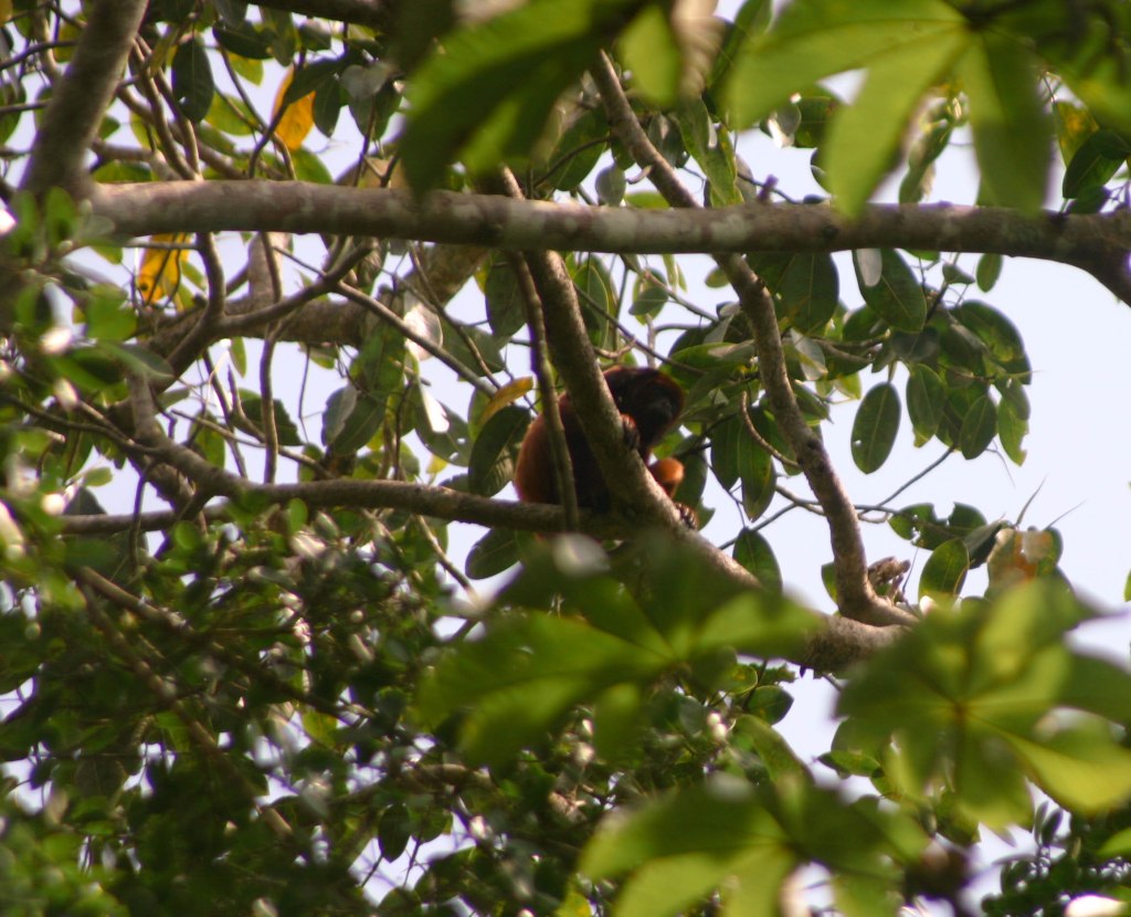 Although no one mentioned it, who wouldn't want to live where there are monkeys?