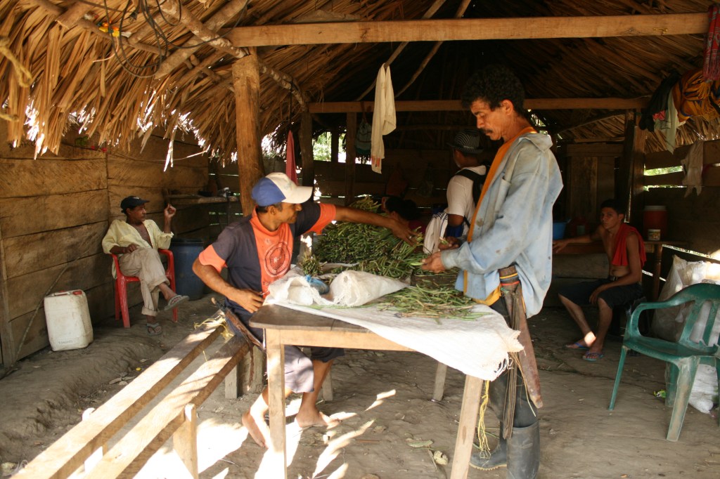 Bundling beans, a traditional crop